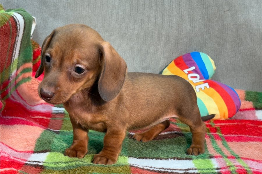 Bambi - Cachorro Teckel del Rincón de Cachorros Moreno