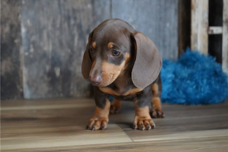 Dexter - Cachorro Teckel del Rincón de Cachorros Moreno