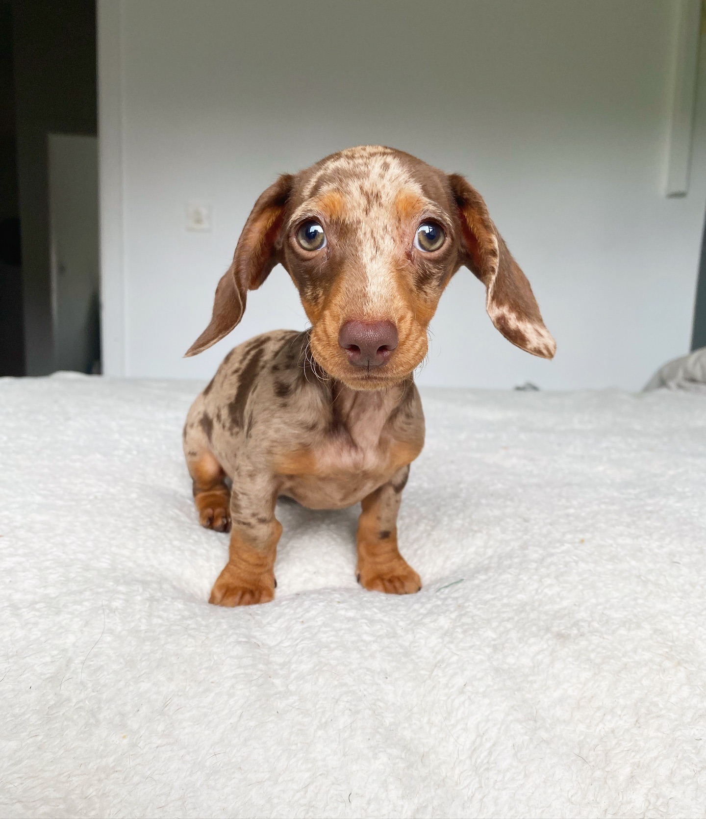 Cachorro sano del Rincón de Cachorros Moreno