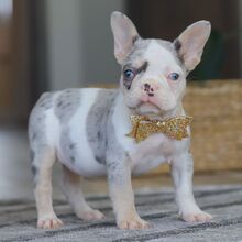 French Bulldog