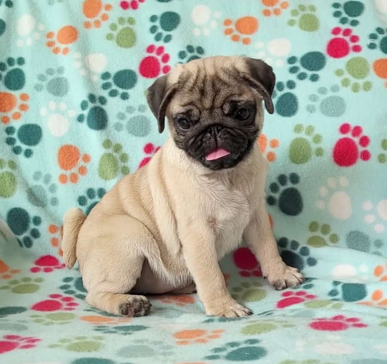Juguetón cachorro Pug