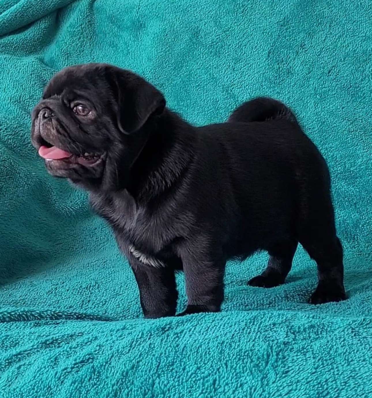 Cachorro Pug listo para un hogar