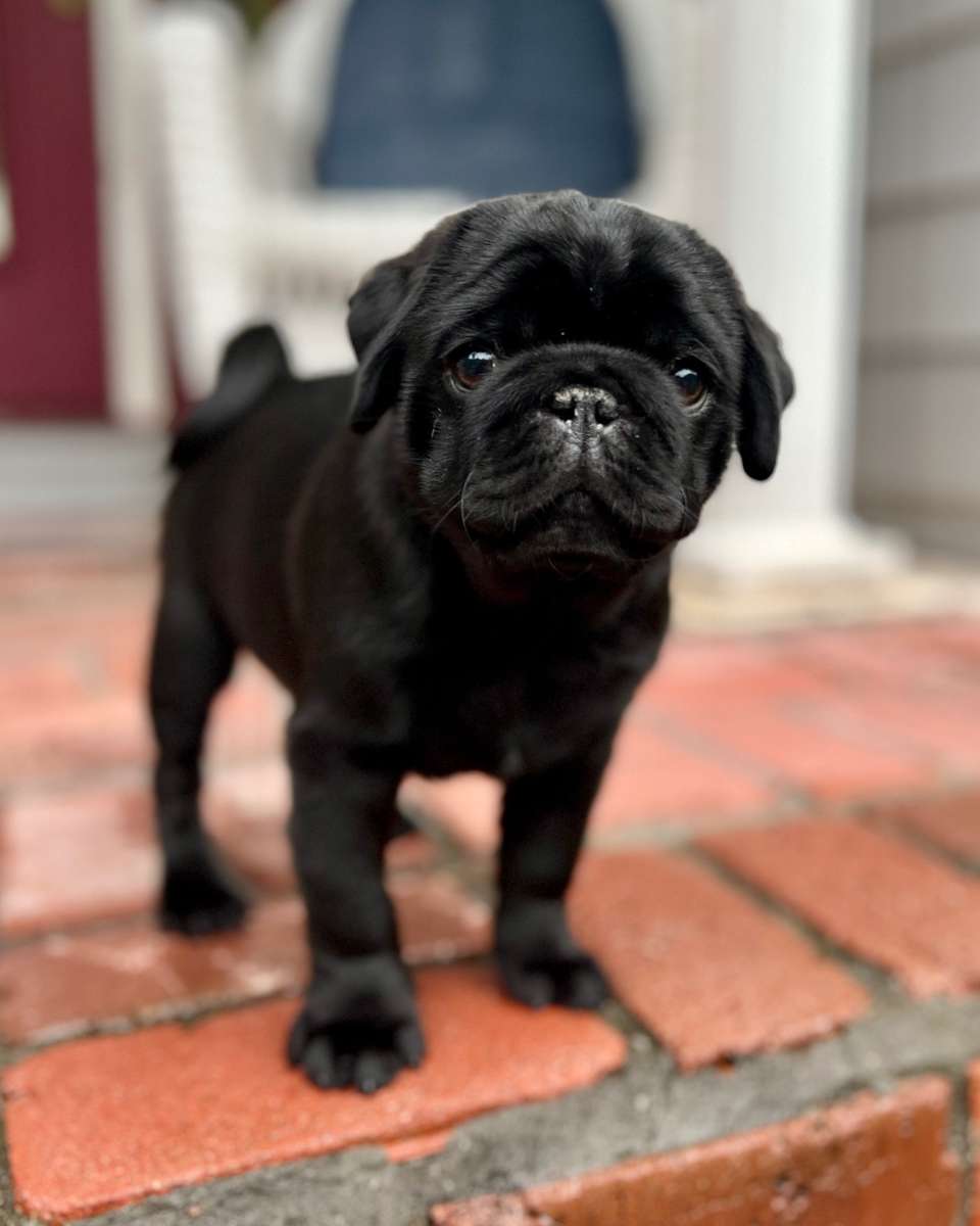 Rincón de Cachorros Moreno - Envío Rápido y Seguro